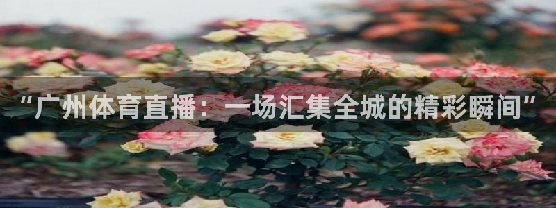 看球吧nba直播球直播jrs：“广州体育直播：一场汇集全城的精彩瞬间”